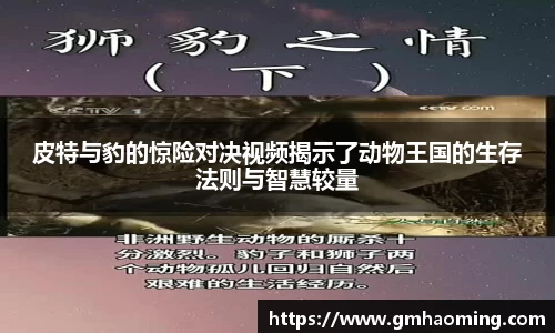 皮特与豹的惊险对决视频揭示了动物王国的生存法则与智慧较量